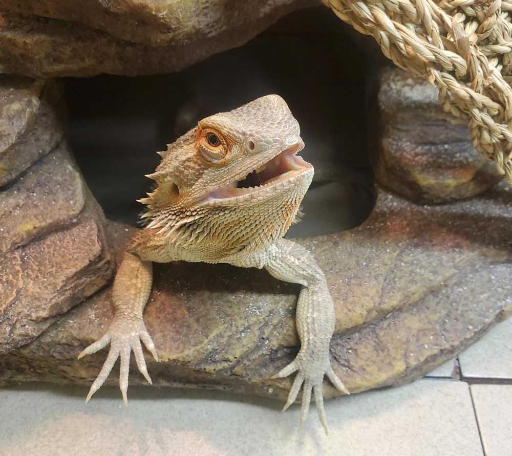 A bearded dragon named Clementine, smiling in her rock cave.